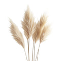 Mvdxq 5-Pack Pampas Grass Decor - Natural Dried Flowers for Home Decor - Fluffy Pampas for Living Room, Wedding & Vase - Beige