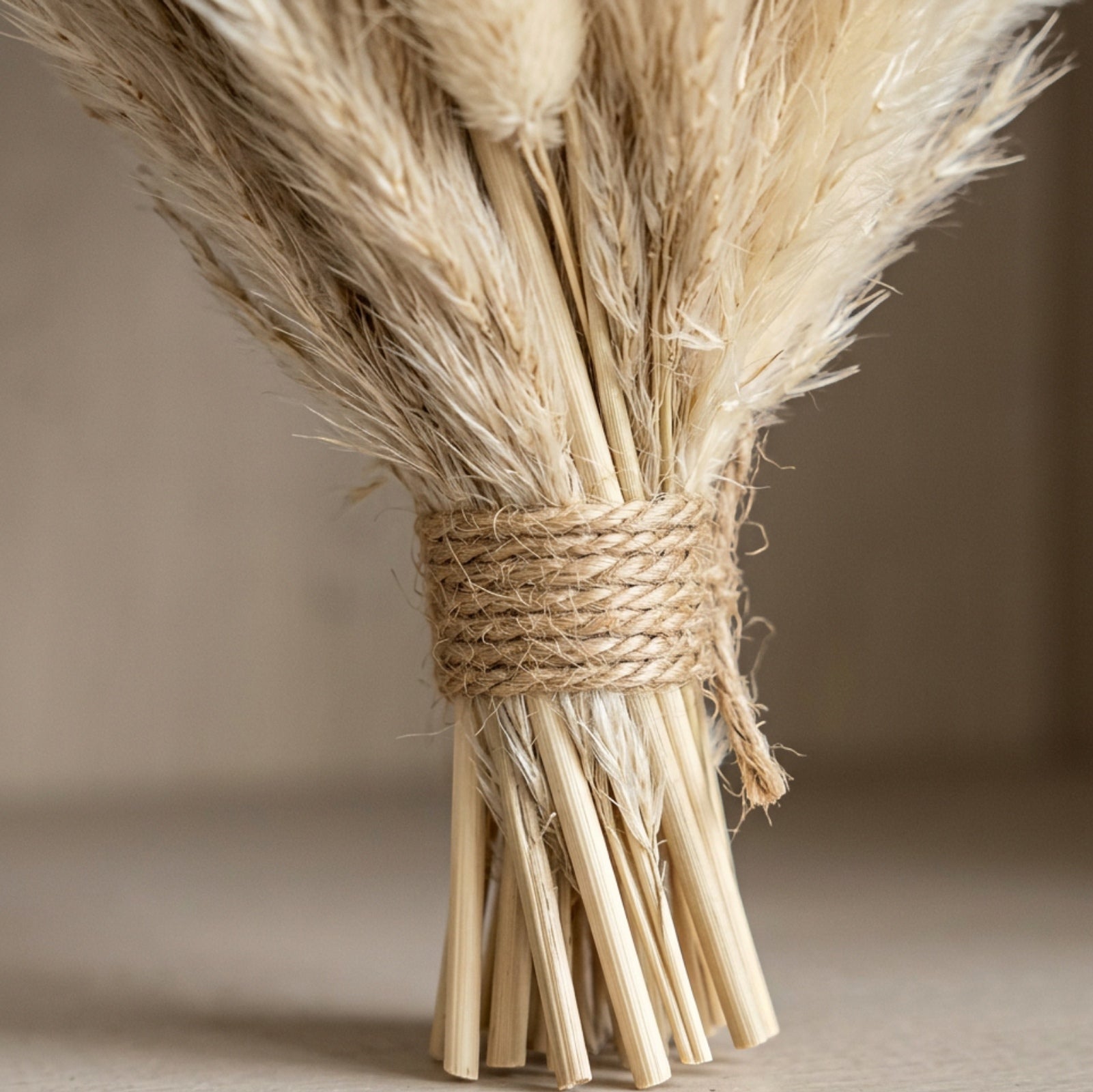 Mvdxq Dried Pampas Mini Bundle Oat 18 in 24 Stems - Detail view