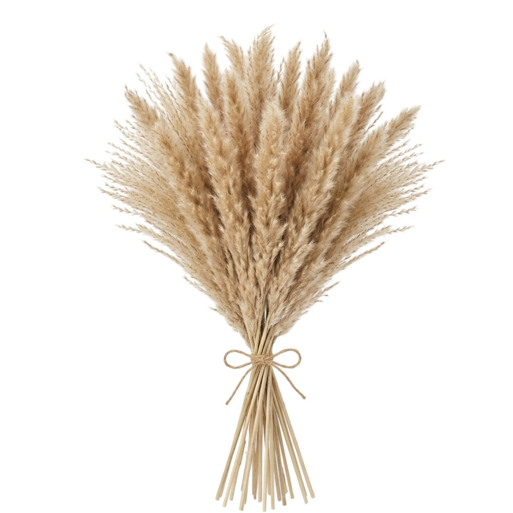 Mvdxq Dried Pampas Mini Bundle Oat 18 in 24 Stems - Product view