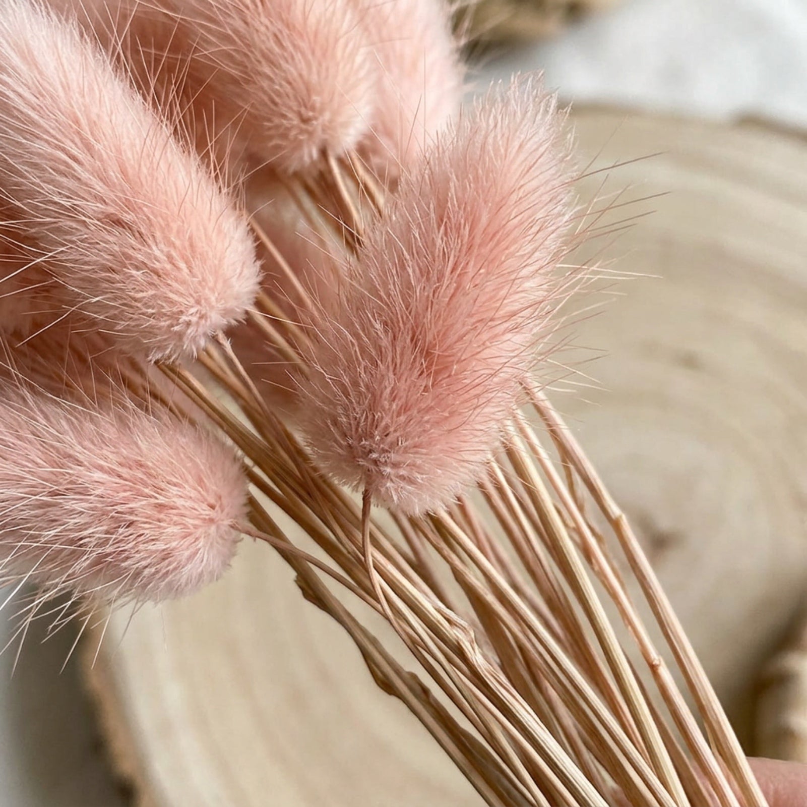 Mvdxq Preserved Bunny Tail Bouquet Blush 16 in 30 Stems - Detail view